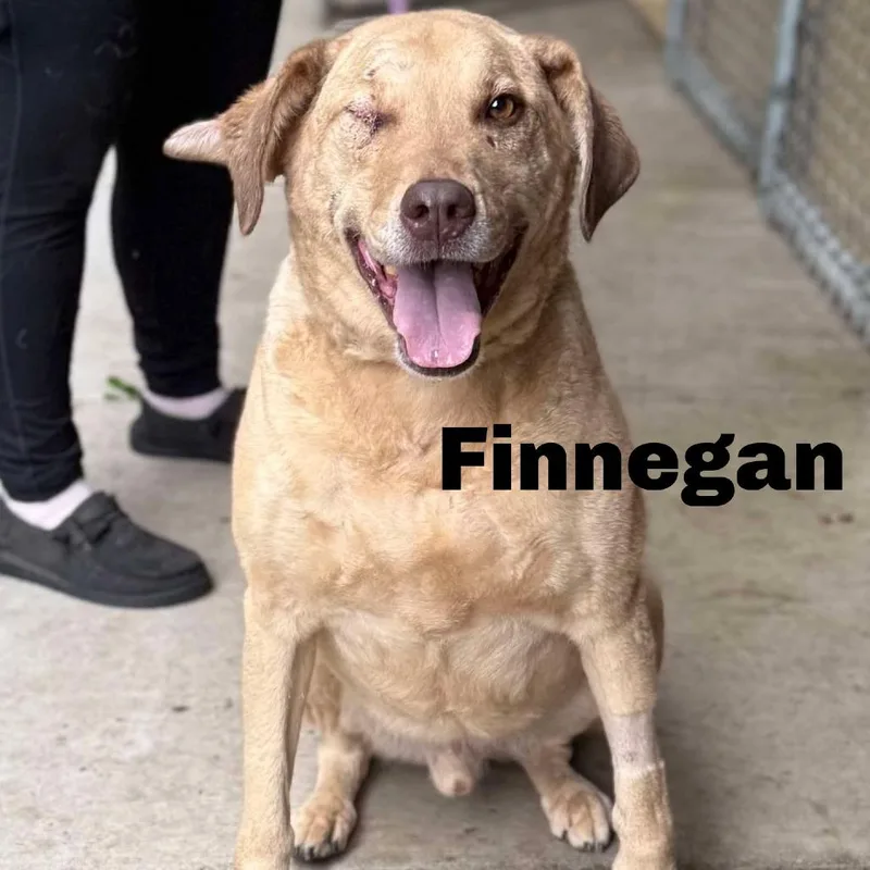 Finnegan