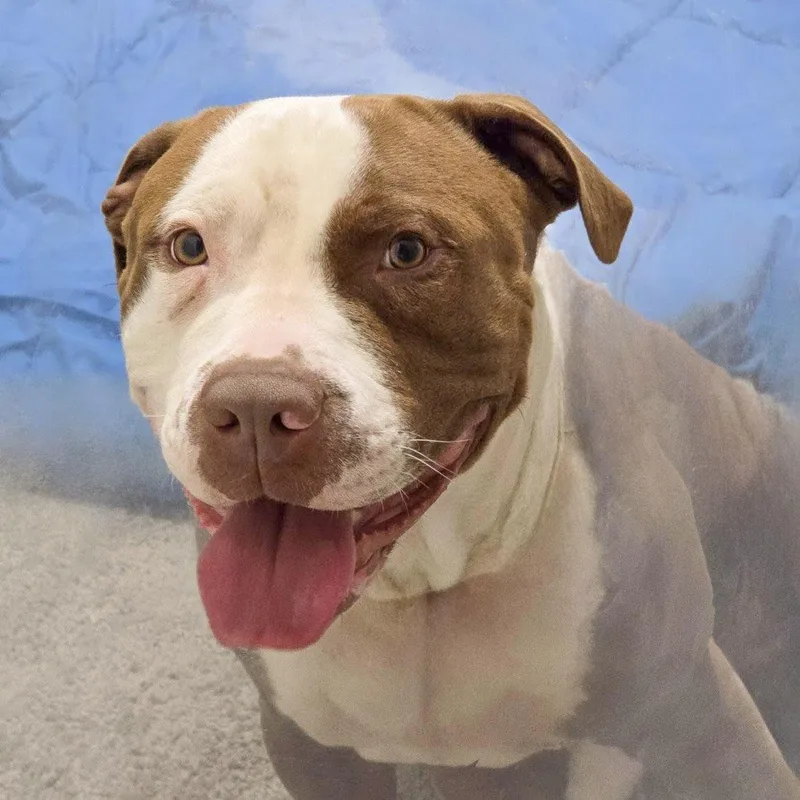 Ross Needs A Forever thumbnail 2