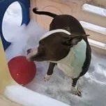 Ross Needs A Forever thumbnail 3