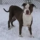 Ross Needs A Forever thumbnail 4