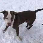 Ross Needs A Forever thumbnail 5