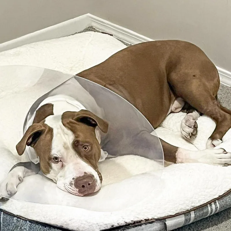 Ross Needs A Forever thumbnail 6