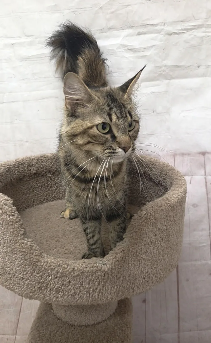 An adult medium-sized female Torbie Domestic Medium Hair cat named Farrah for adoption in Red Wing, MN