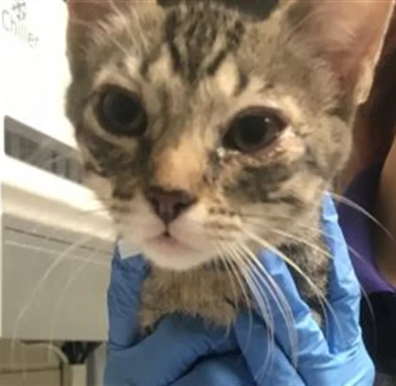 A baby small-sized male Domestic Short Hair cat named Nuka for adoption in Conroe, TX