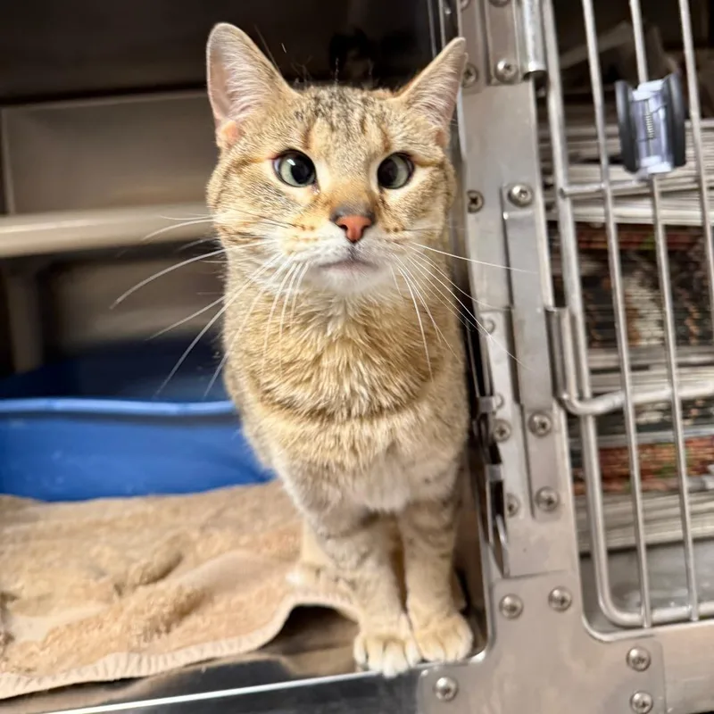 An adult small-sized female Brown / Chocolate Domestic Short Hair cat named Noodles C for adoption in Elbow Lake, MN