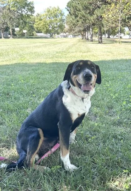An adult large-sized female Mixed Breed dog named S`mores for adoption in Kansas City, MO