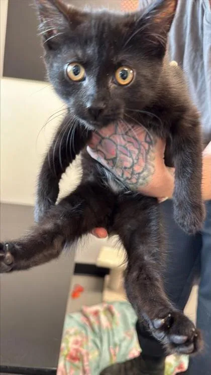 A baby small-sized male Domestic Short Hair cat named Coca Cola for adoption in West Chester, PA