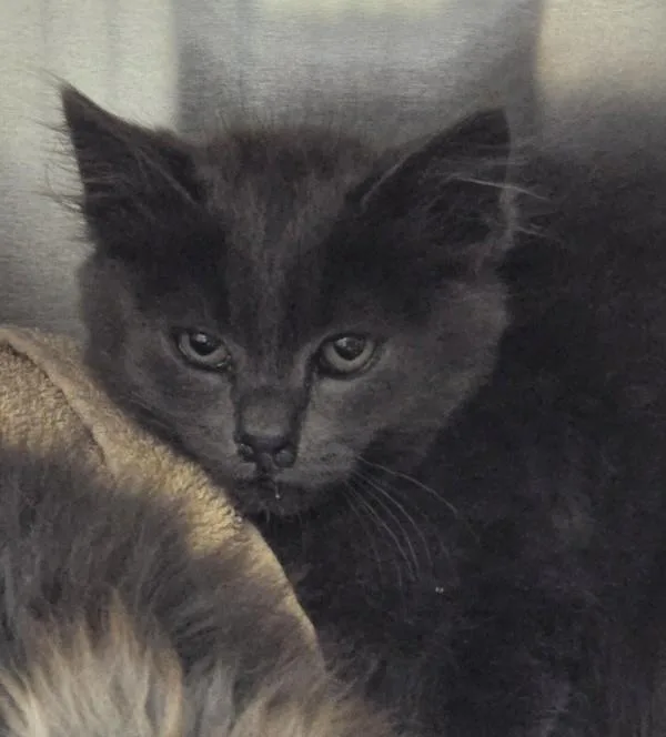 A baby small-sized male Domestic Long Hair cat named Ewan for adoption in Vancouver, WA
