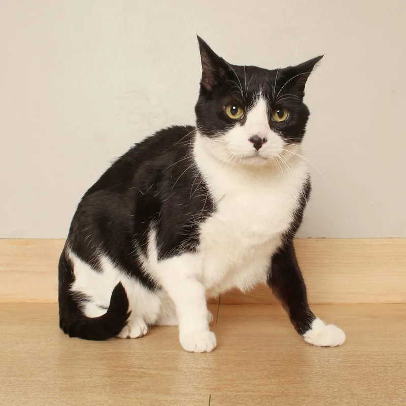 A senior large-sized female Black American Shorthair cat named Squirrel C for adoption in Minnetonka, MN