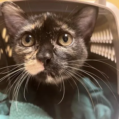 A baby small-sized female Domestic Short Hair cat named Stardust for adoption in Merriam, KS