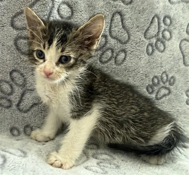 A baby small-sized male Domestic Short Hair cat named Panda for adoption in Lancaster, CA