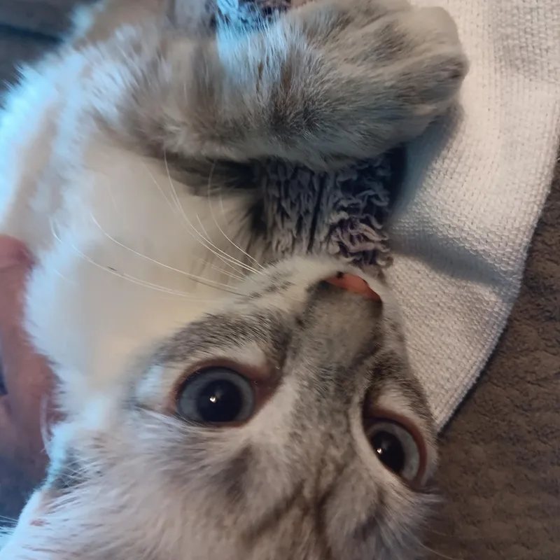 Bean