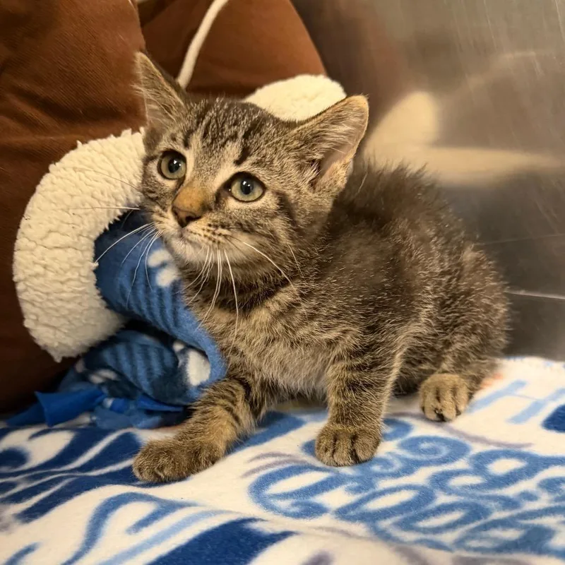 A baby small-sized female Brown / Chocolate Domestic Short Hair cat named Violet for adoption in Owosso, MI