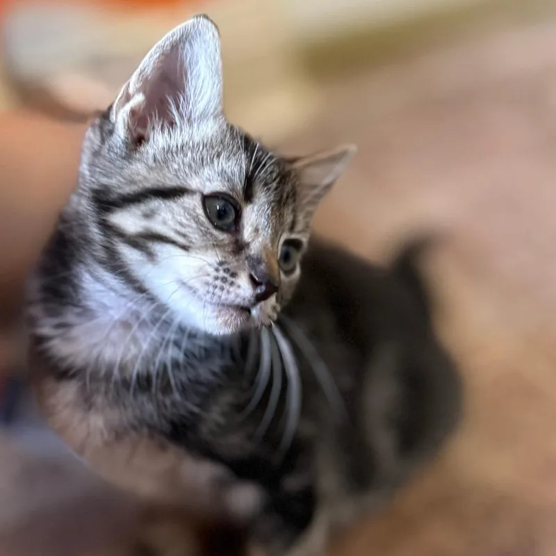 A baby small-sized male Brown / Chocolate Domestic Short Hair cat named Senor Pink for adoption in Austin, TX