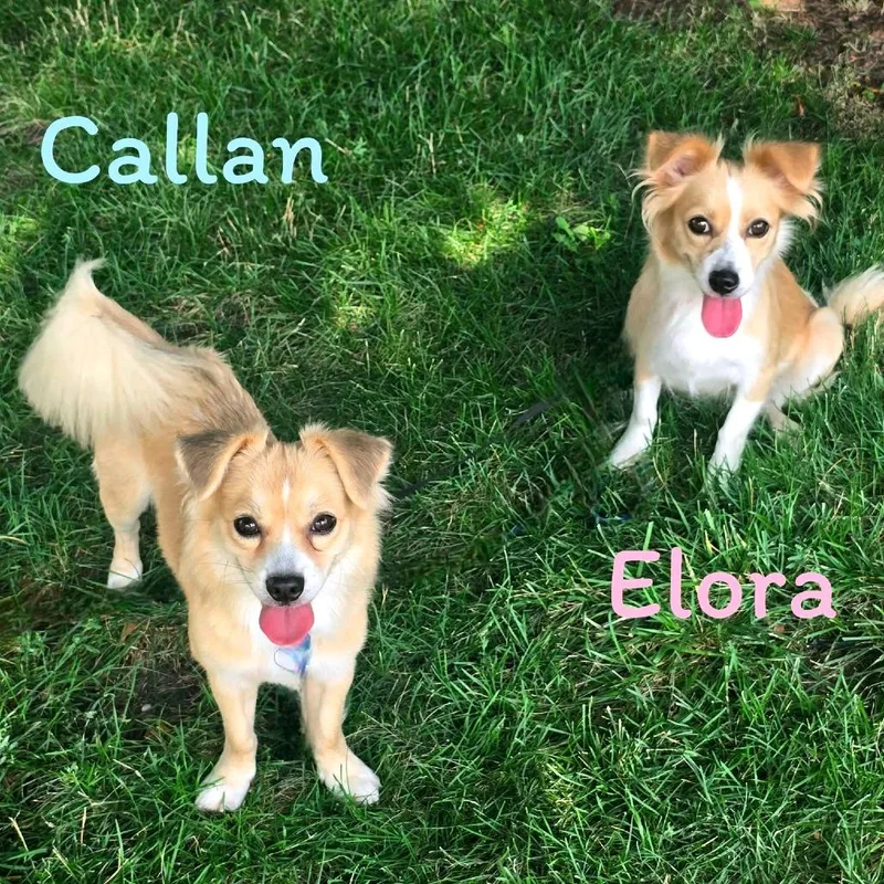 A young small-sized male Yellow / Tan / Blond / Fawn Mixed Breed dog named Callan for adoption in Joliet, IL