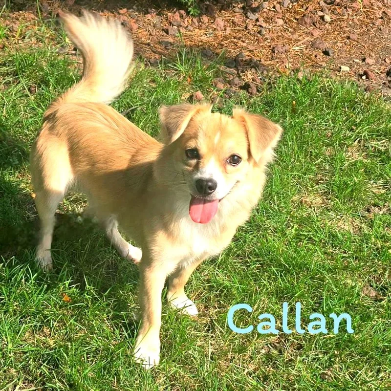 Callan thumbnail 2