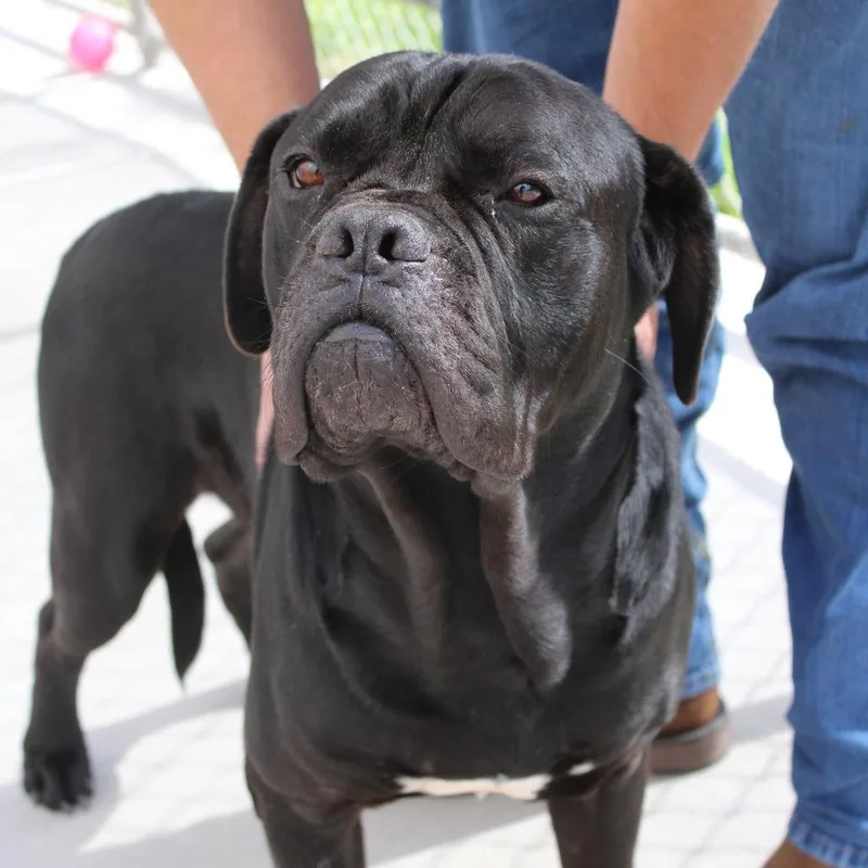 An adult large-sized male Cane Corso dog named Magnus for adoption in McPherson, KS