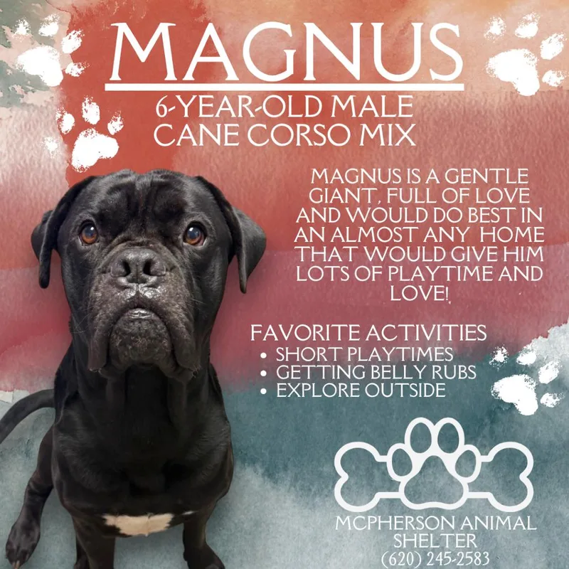 Magnus thumbnail 6
