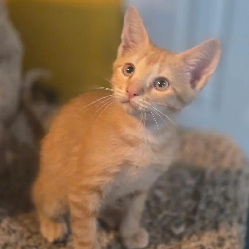 A baby small-sized male Orange / Red Domestic Short Hair cat named Marc for adoption in Bastrop, TX