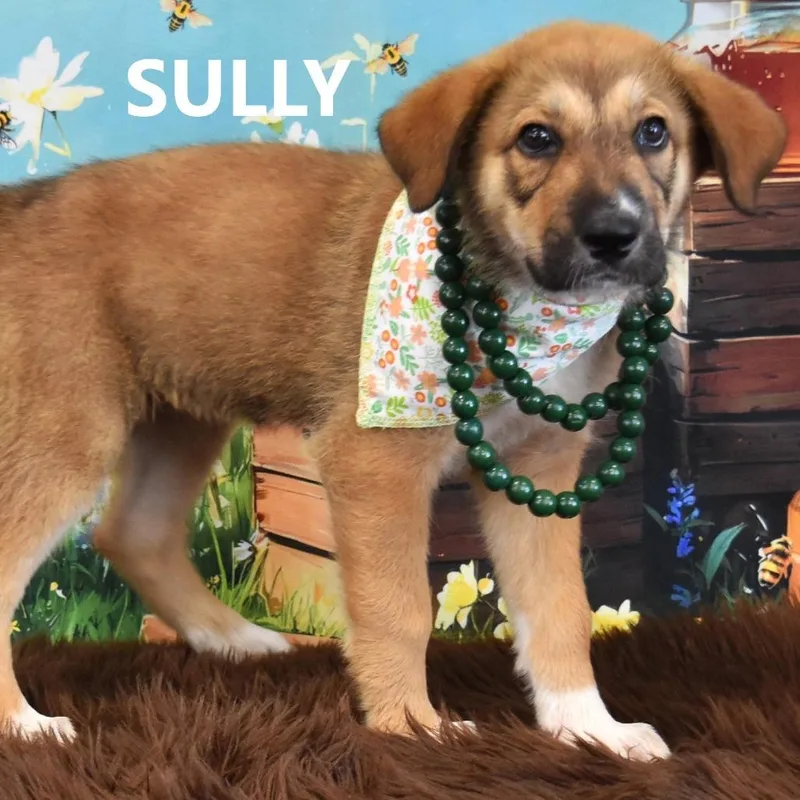 A young medium-sized female Shepherd dog named Honey for adoption in Yuma, AZ