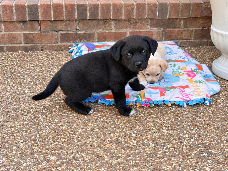 A baby medium-sized male Shepherd dog named Parton Guitar for adoption in Andover, MA