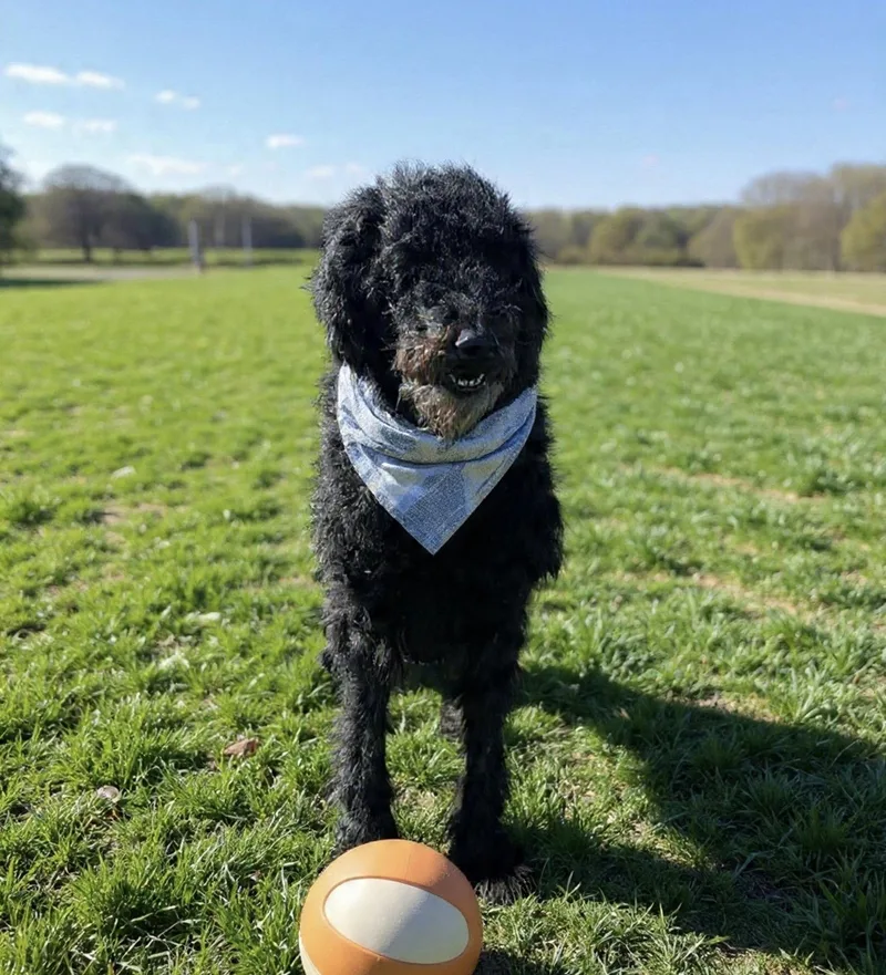 An adult large-sized female Standard Poodle dog named Nala for adoption in Westwood, NJ