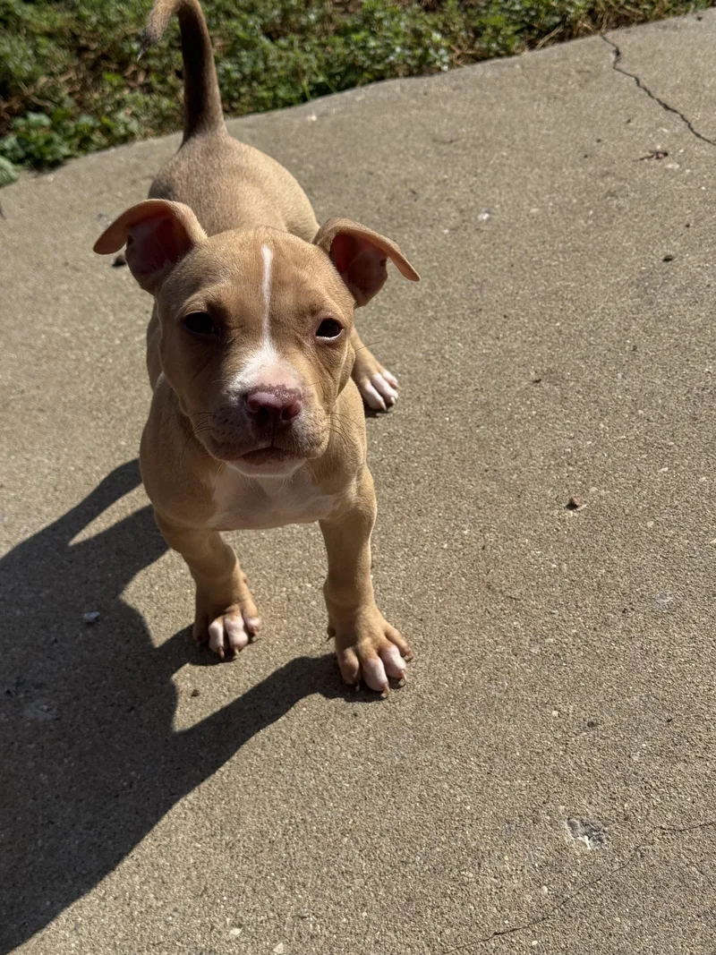 A baby medium-sized male Yellow / Tan / Blond / Fawn Pit Bull Terrier dog named Pita for adoption in Vernon Hills, IL