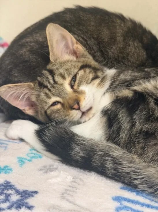 A baby small-sized male Domestic Short Hair cat named Cowrie for adoption in Hagerstown, MD