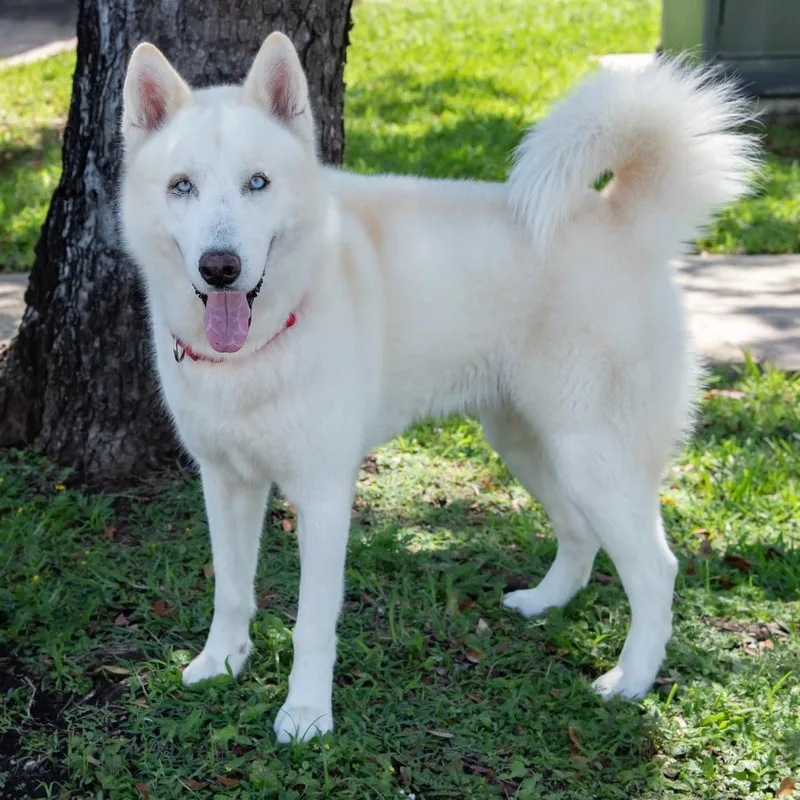 An adult large-sized male White / Cream Siberian Husky dog named Bear for adoption in Miami, FL