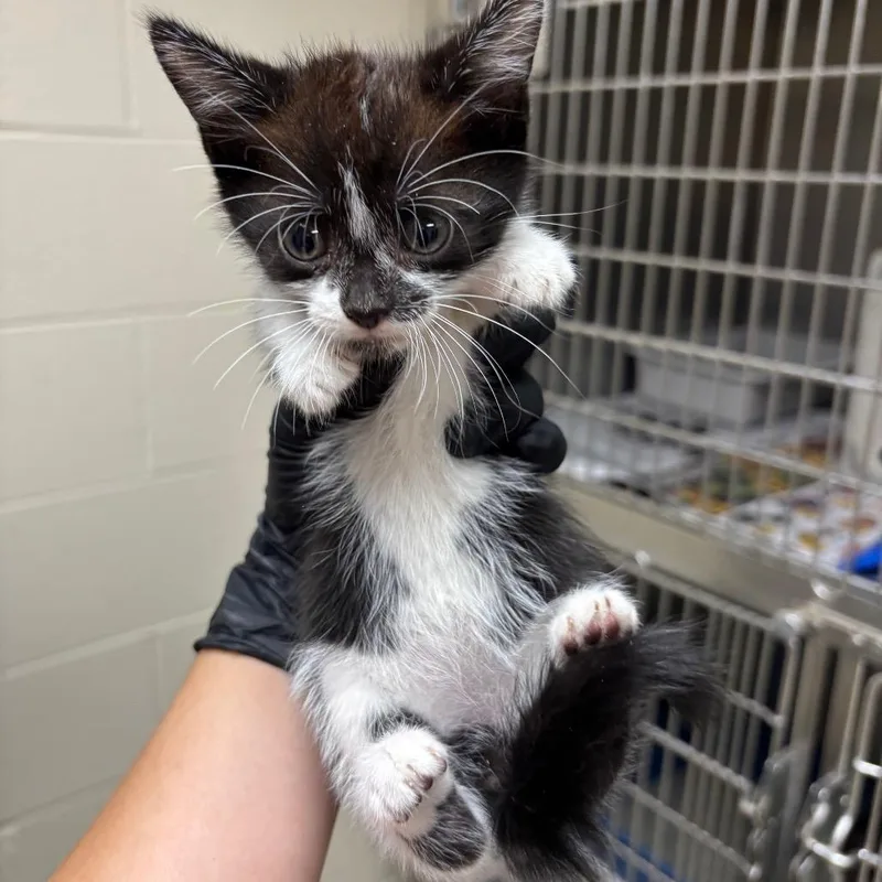 A baby small-sized male Domestic Short Hair cat named Stray Woodsdale Rd for adoption in Roxboro, NC