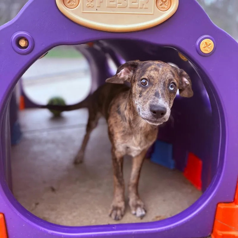 A baby medium-sized female Mixed Breed dog named Kai for adoption in Fenton, MI