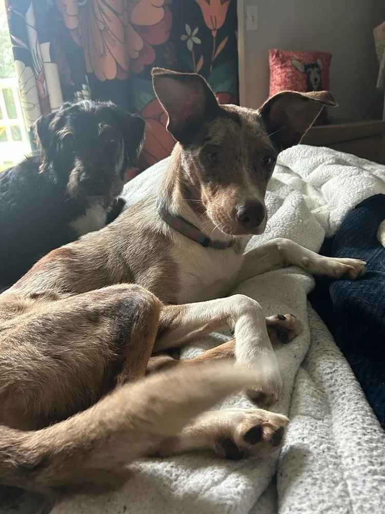 A young medium-sized female Australian Shepherd dog named Diva Dumpling for adoption in Randolph, MA