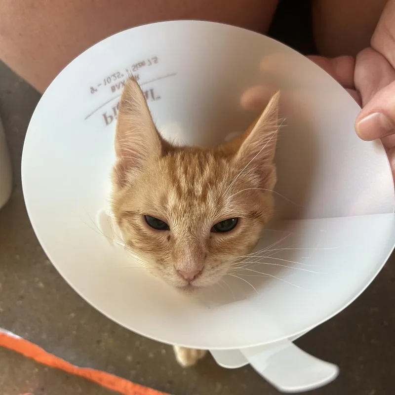 A baby small-sized female Orange / Red Domestic Short Hair cat named Angela FKA Priya for adoption in Leander, TX