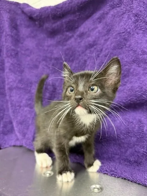A baby small-sized male Domestic Short Hair cat named Odin for adoption in Houston, TX