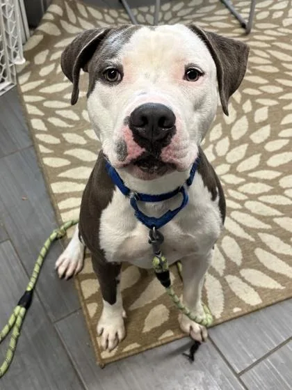 An adult large-sized male Mixed Breed dog named Vinnie for adoption in West Chester, PA
