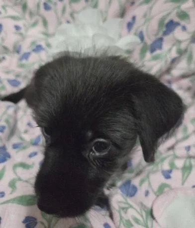 A baby medium-sized female Miniature Schnauzer dog named Maeve for adoption in Liverpool, TX