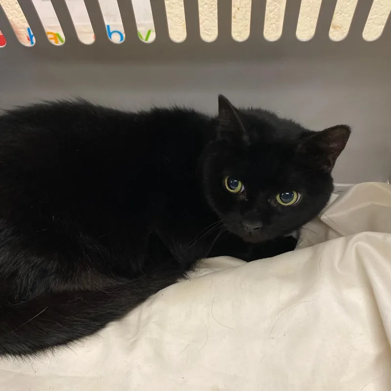 An adult medium-sized female Black Domestic Short Hair cat named Chrissy for adoption in Memphis, TN