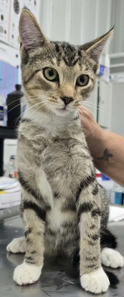 A baby medium-sized female Domestic Short Hair cat named Tasha for adoption in Hillsdale, IN