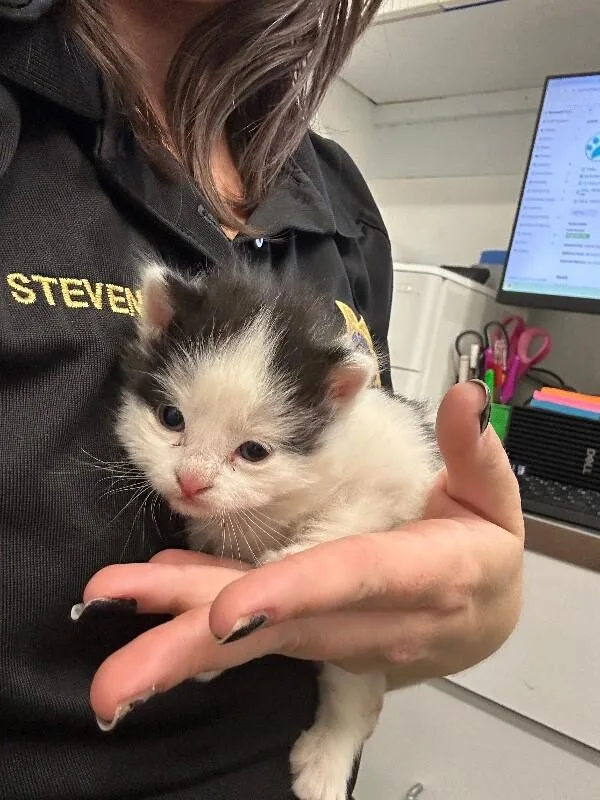 A baby medium-sized male White Domestic Short Hair cat named Boo for adoption in Fruit Heights, UT