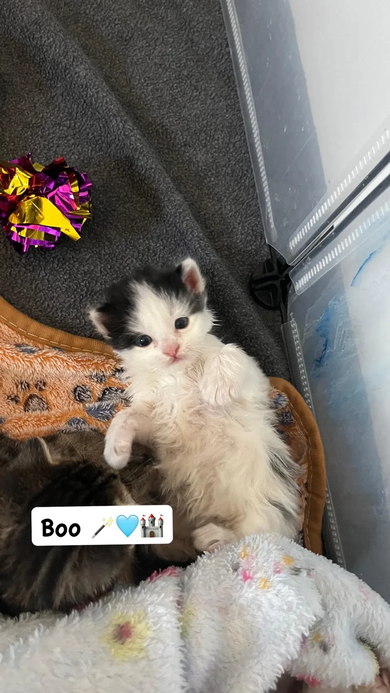 Boo thumbnail 4
