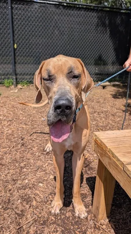 An adult extra large-sized male Yellow / Tan / Blond / Fawn Mixed Breed dog named Mini Pony for adoption in Cincinnati, OH