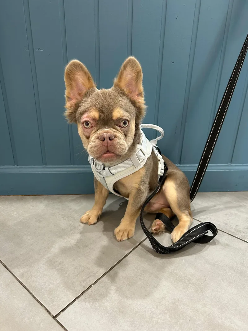 Bruce Waynefluffy French Bulldog thumbnail 2