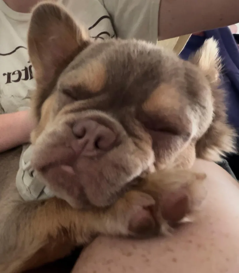 Bruce Waynefluffy French Bulldog thumbnail 3