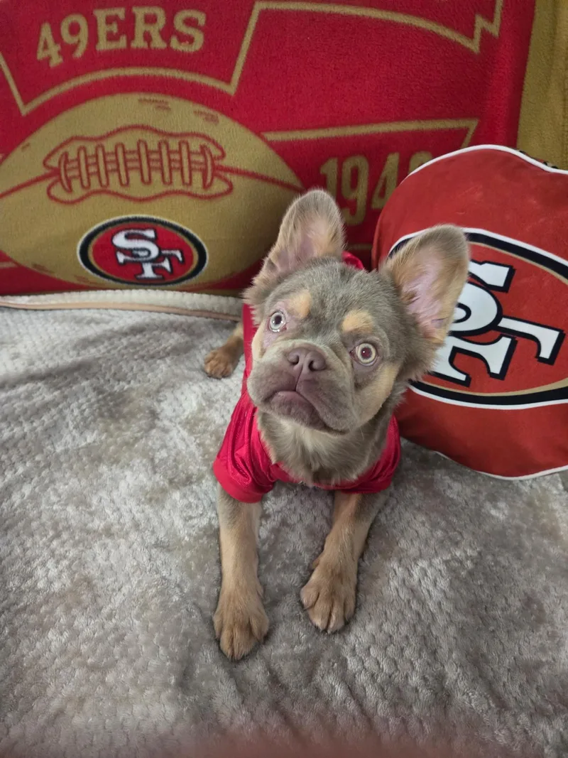 Bruce Waynefluffy French Bulldog