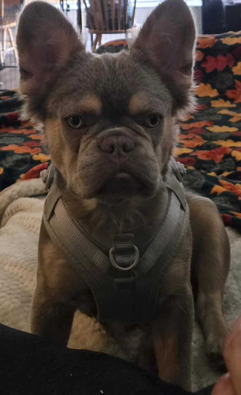 Bruce Waynefluffy French Bulldog thumbnail 4