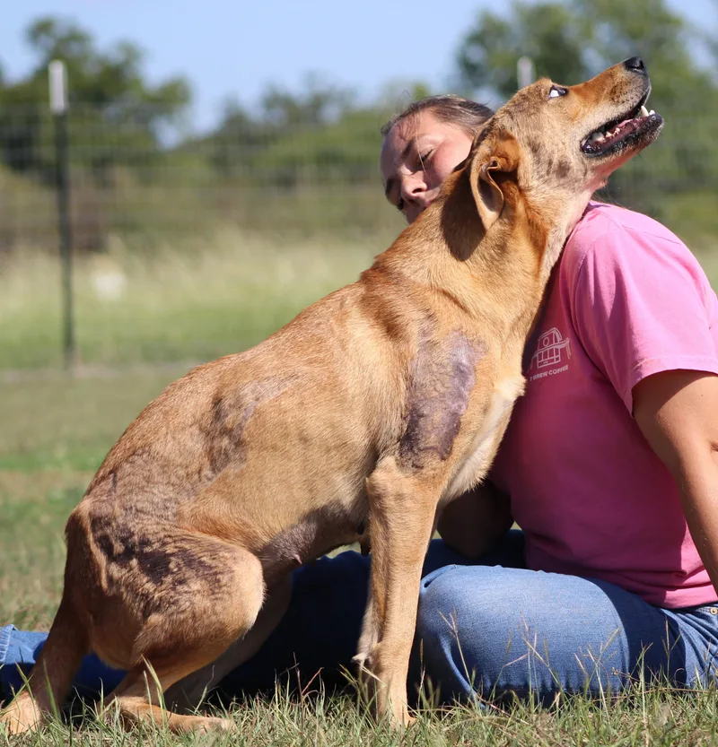 An adult medium-sized female Yellow / Tan / Blond / Fawn Retriever dog named Ember for adoption in Temple, TX