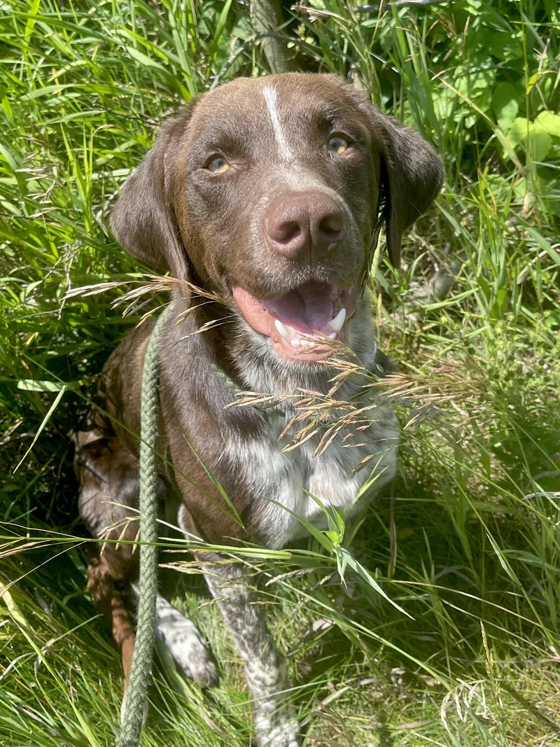 An adult medium-sized male Red / Chestnut / Orange German Shorthaired Pointer dog named Morty for adoption in Allegan, MI