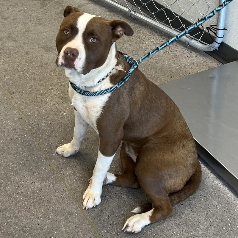A young medium-sized female Brown / Chocolate Mixed Breed dog named 106600 for adoption in Las Cruces, NM