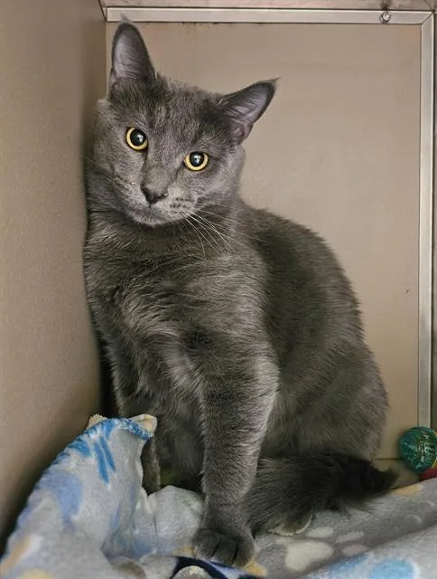 A young large-sized male Gray / Blue / Silver Domestic Short Hair cat named Nero for adoption in Clyde, NC