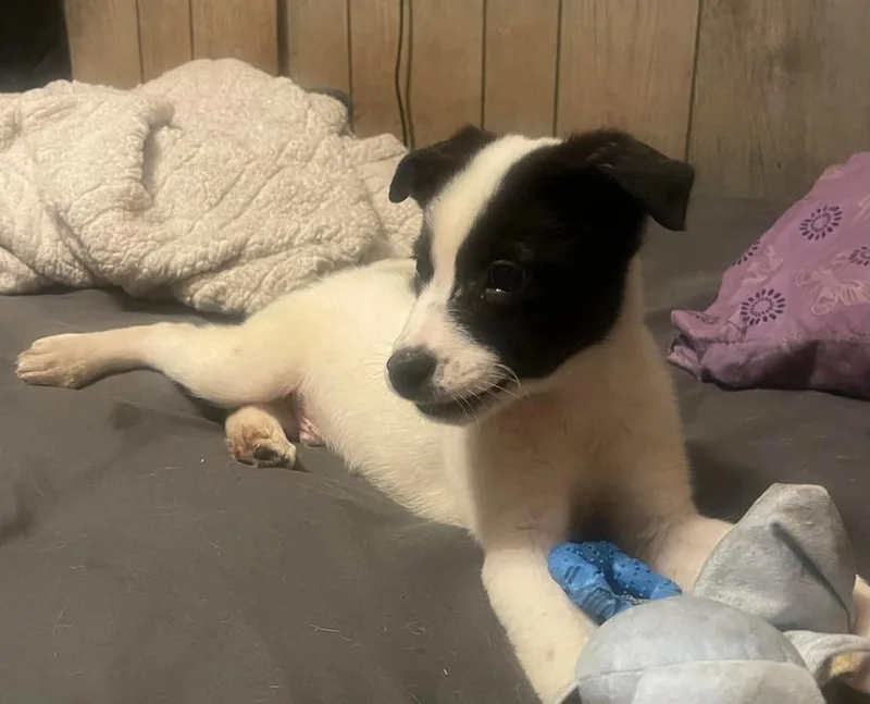 Maxx Pka Tyler Smurf thumbnail 3